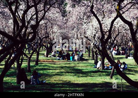 Madrid, Spanien - 20. Februar 2022: Familien entspannen sich unter Mandelbäumen mit Blumen im Park La Quinta de los Molinos in Madrid, Spanien Stockfoto