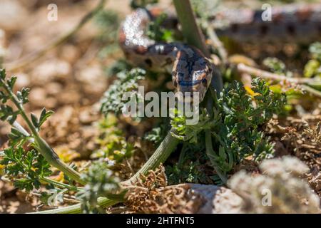 Nahaufnahme einer erwachsenen Leopardenschlange oder einer europäischen Rattennatter, Zamenis situla, die auf Felsen und trockener Vegetation in Malta rutscht. Stockfoto