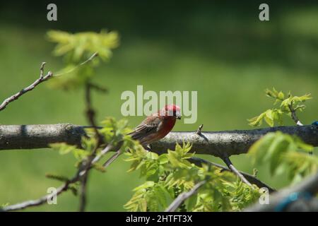 Nahaufnahme eines purpurnen Finkenvogels, der auf einem Ast thront Stockfoto