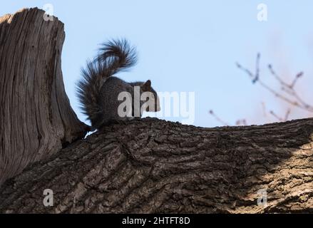Graues Eichhörnchen (Sciurus carolinensis) wartet Stockfoto