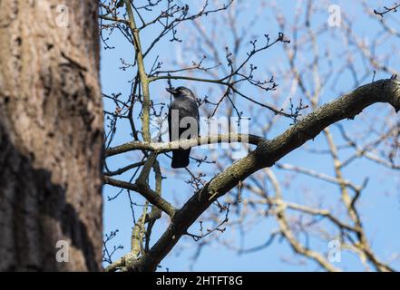 Einzelne Jackdaw (Corvus monedula), die in einem Baum thront Stockfoto