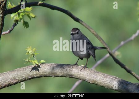 Nahaufnahme eines grauen Catbird, der auf einem Ast thront Stockfoto