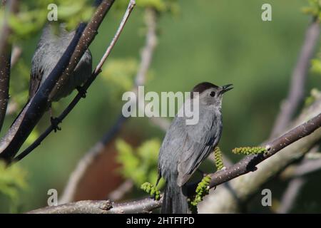 Nahaufnahme eines grauen Catbird, der auf einem Ast thront Stockfoto