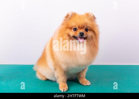 Netter pommerischer Hund lächelt, während er die Kamera anschaut. Verspieltes Haustier. Frohe Tage. Freude auf weißem Hintergrund. Flauschiges Wollpelz. Gewaschen, gepflegt und CO Stockfoto