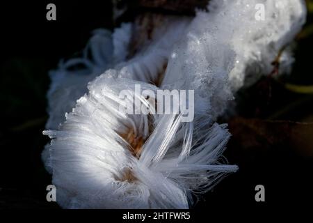 White Hair Ice in Vancouver, BC, Kanada Stockfoto