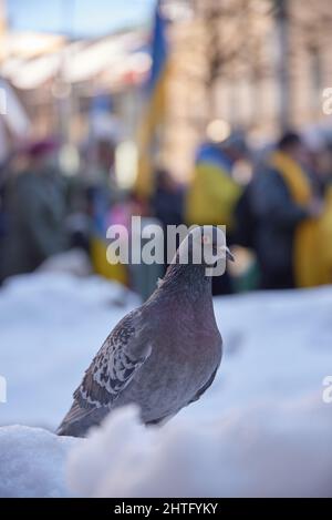 Helsinki, Finnland - 26. Februar 2022: Einsame Taube im Schnee mit einer Kundgebung gegen die russische militärische Besetzung in der Ukraine in der Innenstadt von Helsi Stockfoto