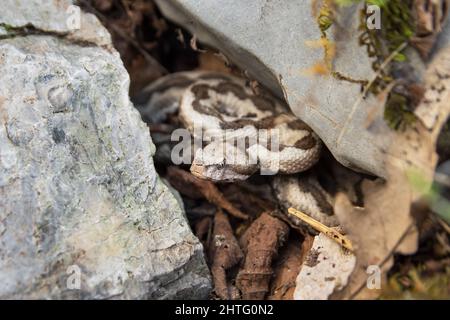 Gehörnte Viper unter Felsen in Albanien Stockfoto