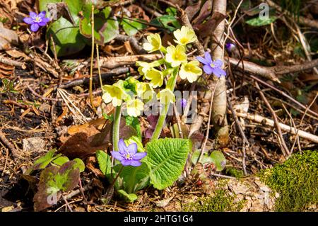 Primula veris, gewöhnlicher Kuhstachel, Primel und Anemone hepatica (Hepatica nobilis), die gemeinsame Hepatica, Leberwurz, Kidneywürz, Pennywürz, Blüht in G Stockfoto