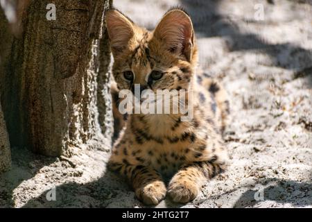 Selektive Fokusaufnahme eines niedlichen Servals, der auf dem Boden sitzt Stockfoto