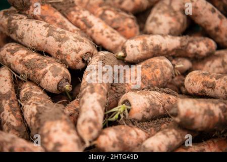 Natürliches Obst und Gemüse ohne Konservierungsstoffe, auf natürlichem Boden ohne Kunstdünger und GVO Stockfoto