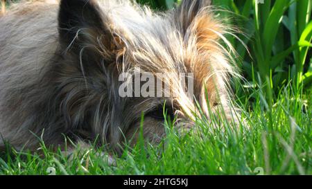 Nahaufnahme eines australischen Seidenterrier, der im Gras liegt. Stockfoto