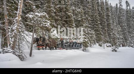 Lake Louise, Alberta, Kanada – 27. Februar 2022: Eine Gruppe von Menschen reitet während eines Schneefalls in einem Pferdeschlitten am Ufer des gefrorenen Lake Louise Stockfoto