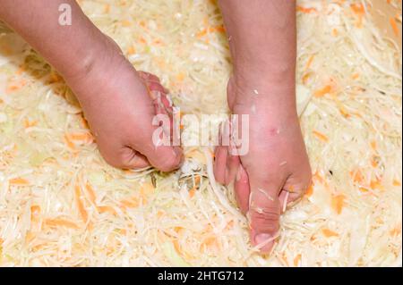 Kohlernte in der Marinade, Sauerkraut zu Hause, Weiberhände, die Kohl pressen, Sauerkraut für den Winter. Stockfoto