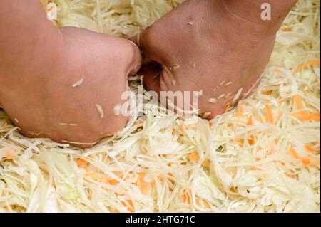 Kohlernte in der Marinade, Sauerkraut zu Hause, Weiberhände, die Kohl pressen, Sauerkraut für den Winter. Stockfoto