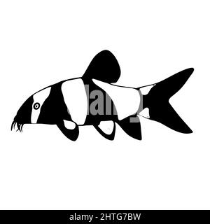 Aquarium Fisch botia. Chromobotia macracanthus. Wels mit Schnurrbart. Ein Süßwassertier aus einem Teich oder Fluss. Indonesien, Sumatra Stockfoto