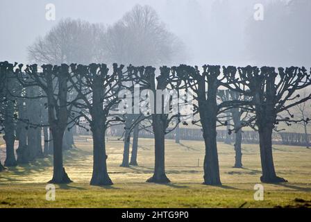 Ein nebliger Tag im Frühjahr, in einem öffentlichen Park, wurden in Folge Linden geschnitten. Stockfoto