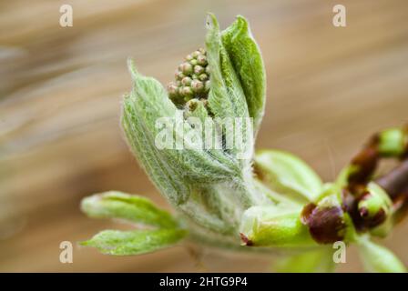 Hellgrüne behaarte Blätter und eine Blütenknospe des schwedischen Weißbeam-Baumes im Frühjahr. Stockfoto