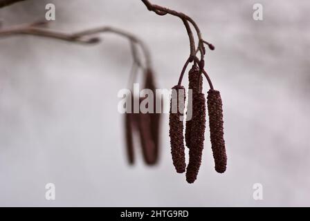 Nahaufnahme eines Zweiges mit männlichen Kätzchen auf dem Gemeine Erlenbaum im frühen Frühjahr. Stockfoto