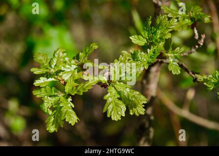 Zweig mit frischen hellgrünen Eichenblättern im Wald im Frühjahr. Stockfoto
