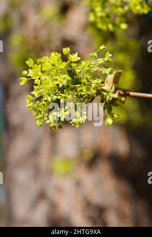 Zweig des Ahornbaums im Frühjahr mit hellgrünen Blüten vor braunem Hintergrund. Stockfoto