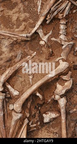 Archäologische Ausgrabungen am Tatort, menschliche Überreste im Boden. Kriegsverbrecherszene. Der Ort der Massenerschießung der Menschen. Menschliche Überreste - Knochen Stockfoto