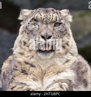 Schneeleopard oder Unze (Panthera uncia) Porträt. Schöne Großkatze, die ihre Reißzähne entblösst. Stockfoto