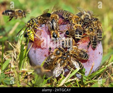 Bienen oder Honigbienen in lateinischer APIs Mellifera auf Pflaumenfrucht Stockfoto