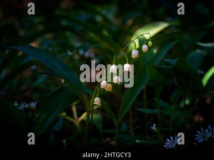 Maiglöckchen, Convallaria majalis weiß blüht imacro im dunklen Wald Stockfoto