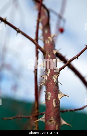 Scharfe Dornen am Hagebuttenstamm aus der Nähe Stockfoto