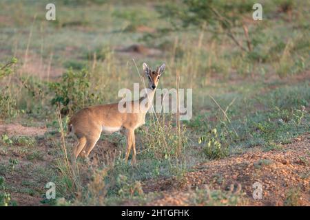 Shallow Focus Aufnahme eines Oribi, der im Nationalpark von Uganda im hellen Sonnenlicht auf Grasland steht Stockfoto