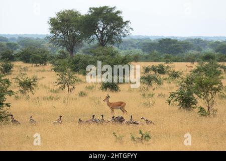 Wunderschöne Aussicht auf einen ugandischen Kob mit Adlern, die im Grasland im Nationalpark von Uganda stehen Stockfoto