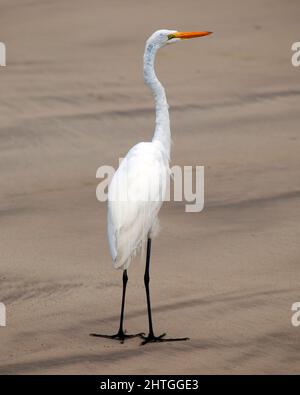 Nahaufnahme eines Großreiher (Ardea alba), der an der Küste der Galapagos-Inseln Ecuador steht. Stockfoto