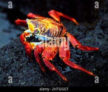 Nahaufnahme einer großen roten Sally Lightfoot Crab (Grapsus grapsus), die auf den Galapagos-Inseln in Ecuador entlang von Lavagesteinen kriecht. Stockfoto