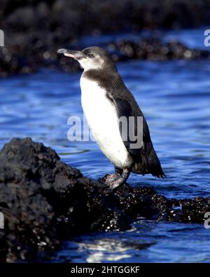 Nahaufnahme eines Galápagos-Pinguins (Spheniscus mendiculus), der auf Lavagesteinen vor dem Hintergrund des Ozeans auf den Galapagos-Inseln, Ecuador, steht. Stockfoto