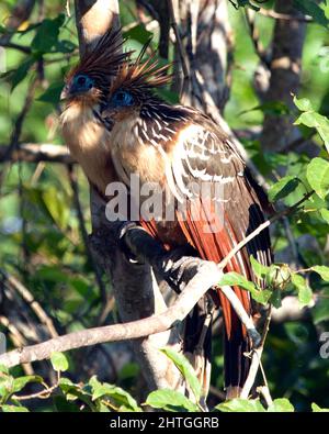 Nahaufnahme eines Porträts von zwei bizarr aussehenden bunten Hoatzins (Opisthocomus hoazin), die auf einem Ast in der Pampas del Yacuma, Bolivien, sitzen. Stockfoto