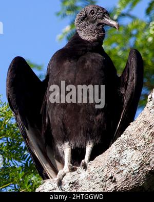 Nahaufnahme eines wilden Schwarzen Geiers (Coragyps atratus), der bei der Jagd in der Pampas del Yacuma, Bolivien, im Baum sitzend, auf der Jagd ist. Stockfoto