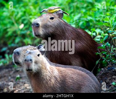 Nahaufnahme Porträt der Familie Capybara (Hydrochoerus hydrochaeris), die am Flussufer sitzt, mit einem bunten Vogel, der auf dem Kopf in der Pampas del Yacum sitzt Stockfoto