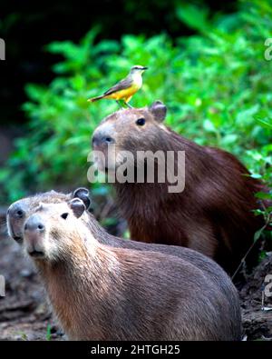 Nahaufnahme Porträt der Familie Capybara (Hydrochoerus hydrochaeris), die am Flussufer sitzt, mit einem bunten Vogel, der auf dem Kopf in der Pampas del Yacum sitzt Stockfoto