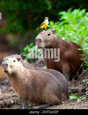 Nahaufnahme Porträt der Familie Capybara (Hydrochoerus hydrochaeris), die am Flussufer sitzt, mit einem bunten Vogel, der auf dem Kopf in der Pampas del Yacum sitzt Stockfoto