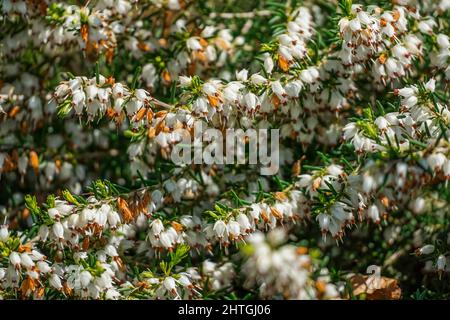 Heidekraut aus der Nähe, Erica x darleyensis White Perfection - Frühlingstapete Stockfoto