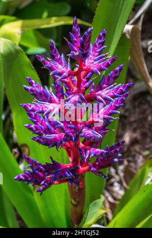 Aechmea 'Blue Tango' Bromeliadsorte - Davie, Florida, USA Stockfoto