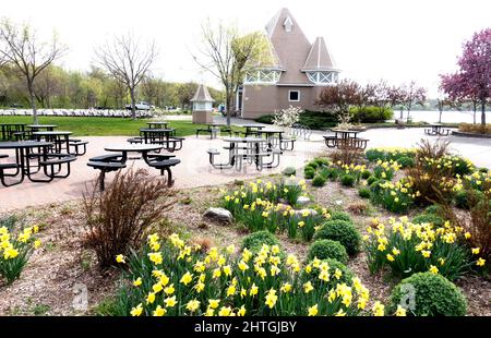 Lake Harriet Bandshell Park ist ein Park mit blühenden Butterbechern. Minneapolis Minnesota, USA Stockfoto