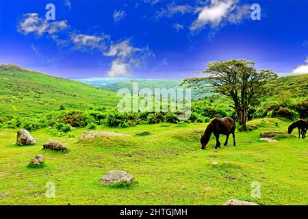 Eine malerische Landschaft mit Ponys grasen auf Dartmoor Stockfoto