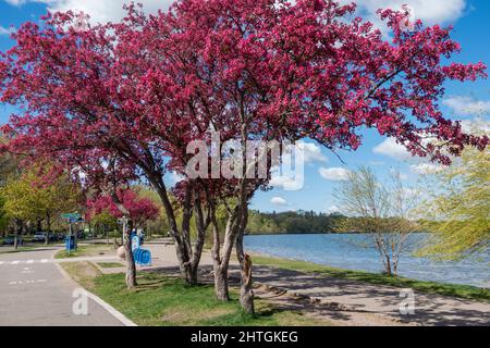 Wunderschöne, lila blühende Obstbäume, die sich über die Wander- und Radwege rund um den Lake Harriet schmiegen. Minneapolis Minnesota, USA Stockfoto