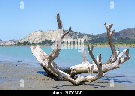 Driftwood Log am schlammigen Rand des Uawa River, der durch die Gemeinde Tolaga Bay verläuft. Stockfoto