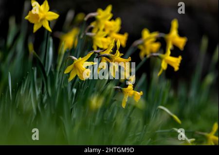 Eine Gruppe von Frühlings-Narzissen, die am Ufer des Flusses Wensum in Norfolk, Großbritannien, wachsen Stockfoto