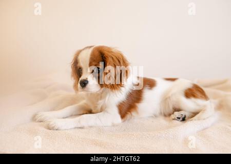 Niedliches Hundeporträt auf Plaid legen. König Charles Spaniel Laying Blick auf die Kamera Stockfoto