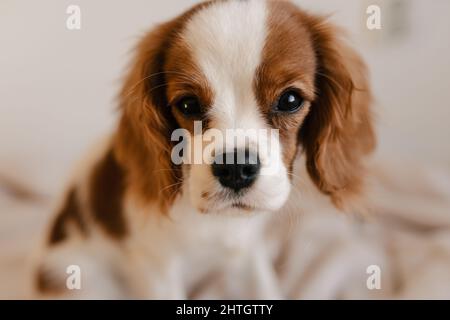 Netter Hund, der auf Plaid sitzt und zur Kamera schaut. König Charles Spaniel Isoliert Stockfoto