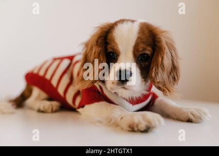 Niedliches Hundehalsbild In Rotem Anzug. König Charles Spaniel Laying Blick auf die Kamera Stockfoto