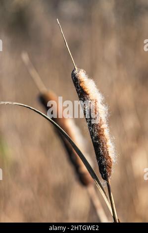 Gewöhnliche Cattail oder LaubCattail, Typha latifolia, Bulrush im Winter Stockfoto